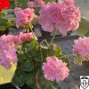 Pelargonium 'Shrivenham Crown' - Pelargoon 'Shrivenham Crown' P9/0,55L